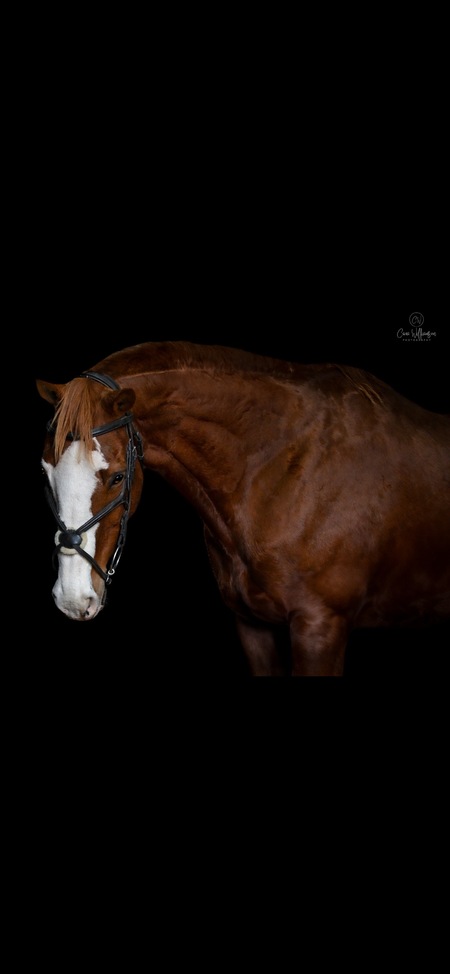 Entry image for Finnegan. Clicking this image will show a larger photo