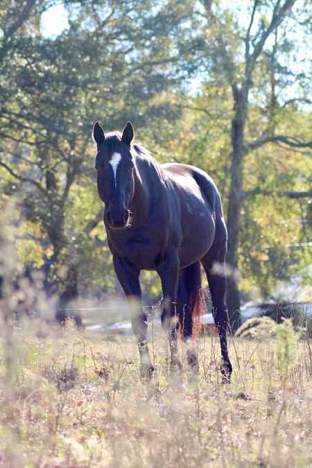 Entry image for Tucker. Clicking this image will show a larger photo