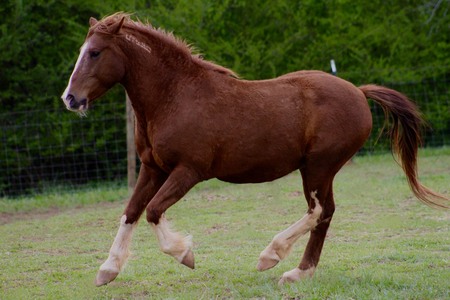 Entry image for Magic Mustang. Clicking this image will show a larger photo