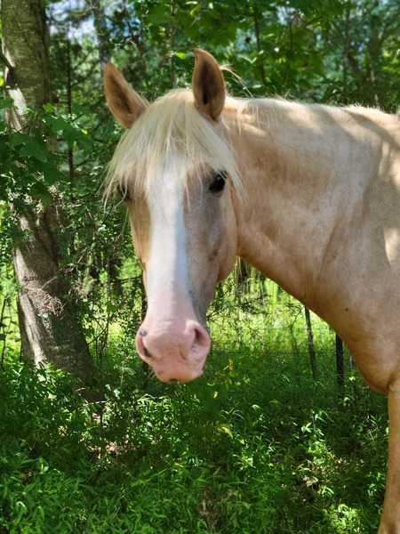 Entry image for Sonny. Clicking this image will show a larger photo