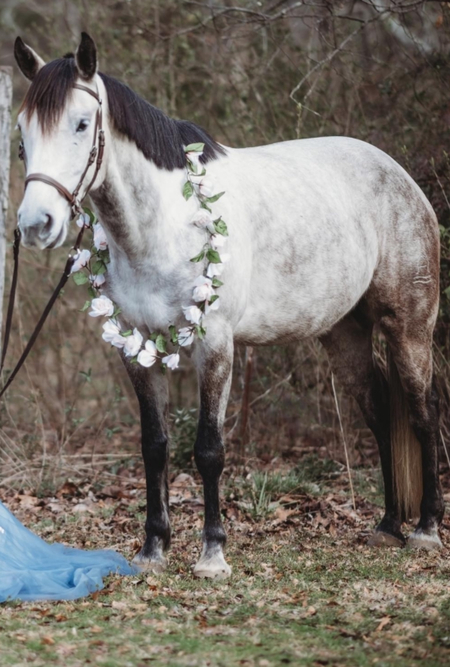 Entry image for Dap aka Dapple of My Dreams. Clicking this image will show a larger photo