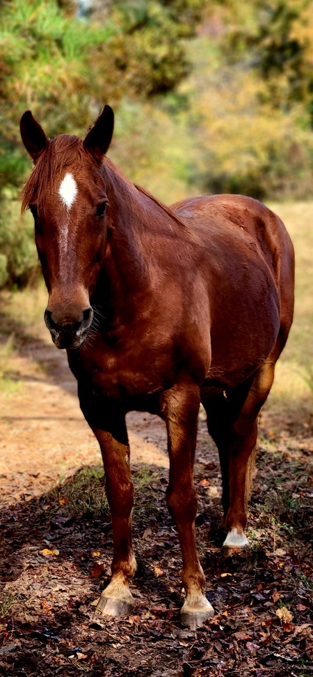 Entry image for Diamond. Clicking this image will show a larger photo