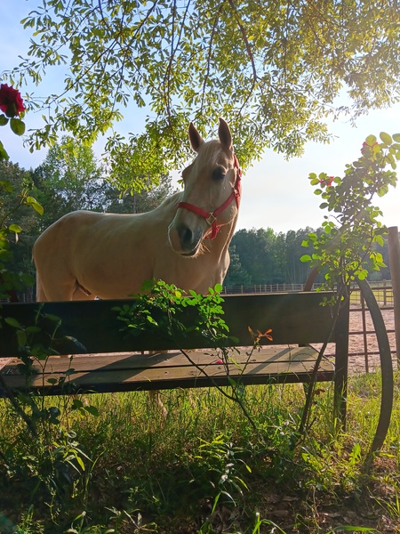 Entry image for Remington . Clicking this image will show a larger photo
