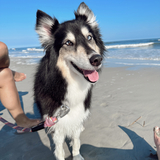 Entry image for Gypsy