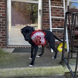 Entry image for Sasha 