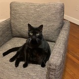 Entry image for fat cat