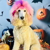 Entry image for Sadie 