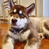 Entry image for Tuleek