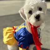 Entry image for Daphne