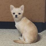 Entry image for Layla 