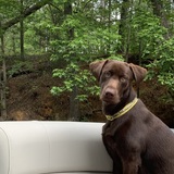 Entry image for Charlie Brown