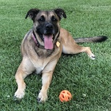 Entry image for Rosie