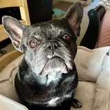 Entry image for Arya 