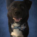 Entry image for Trevor 