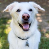 Entry image for Bear