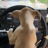 Entry image for Trouble 