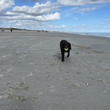 Entry image for Huckleberry 