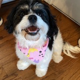 Entry image for Bella