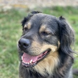 Entry image for Cooper