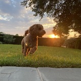 Entry image for Hermione