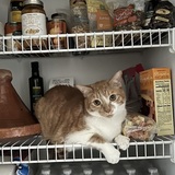 Entry image for Sahara