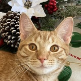 Entry image for Nissan