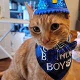 Entry image for Pumpkin