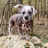 Entry image for Roof