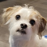 Entry image for Ozzie