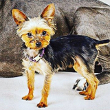 Entry image for Dabo 