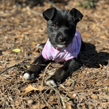 Entry image for Dolly