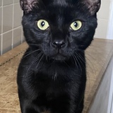 Entry image for Batman