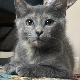 Entry image for Smokey