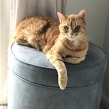 Entry image for Diesel