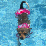 Entry image for Gigi