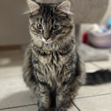 Entry image for Cuddles 