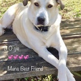 Entry image for DOGie