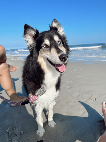 Entry image for Gypsy. Clicking this image will show a larger photo