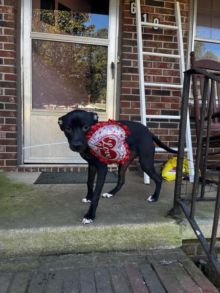 Entry image for Sasha . Clicking this image will show a larger photo