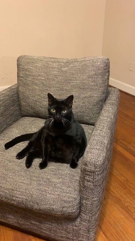 Entry image for fat cat. Clicking this image will show a larger photo