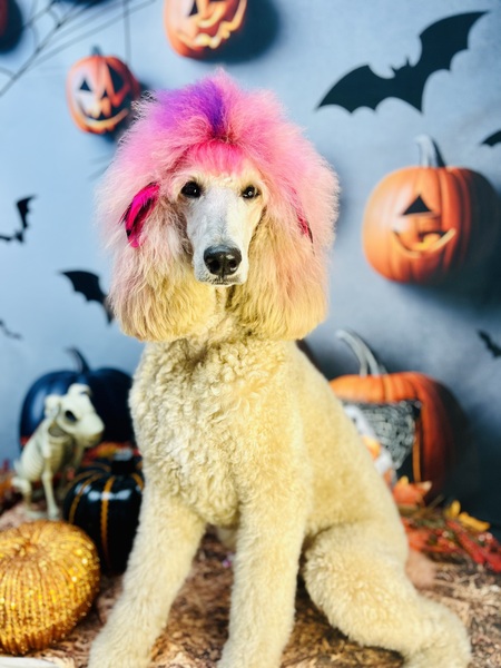 Entry image for Sadie . Clicking this image will show a larger photo