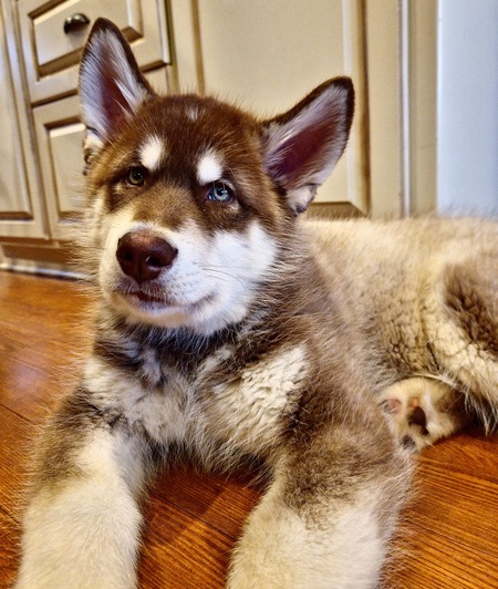 Entry image for Tuleek. Clicking this image will show a larger photo