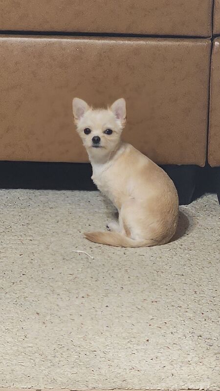 Entry image for Layla . Clicking this image will show a larger photo