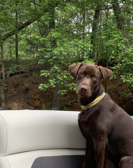 Entry image for Charlie Brown. Clicking this image will show a larger photo