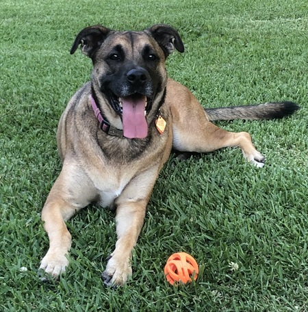 Entry image for Rosie. Clicking this image will show a larger photo