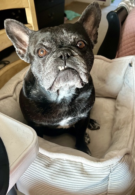 Entry image for Arya . Clicking this image will show a larger photo