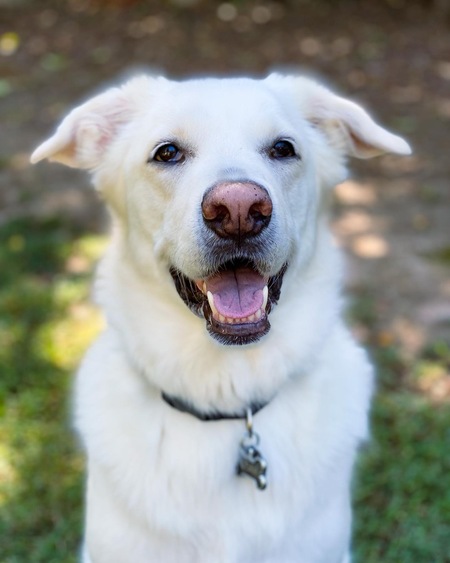 Entry image for Bear. Clicking this image will show a larger photo