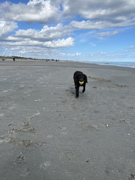 Entry image for Huckleberry . Clicking this image will show a larger photo