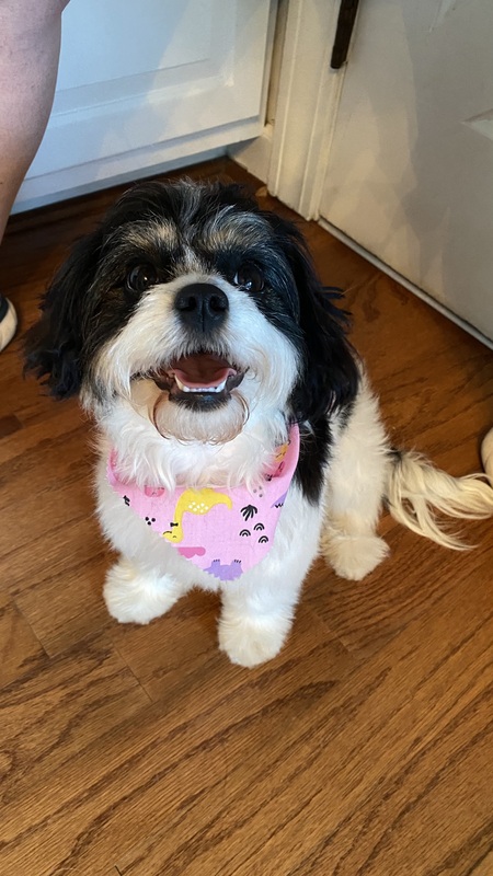 Entry image for Bella. Clicking this image will show a larger photo