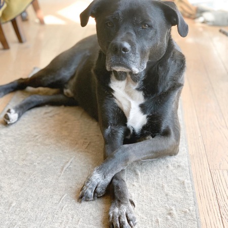 Entry image for Nero. Clicking this image will show a larger photo